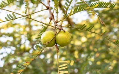Guide sur la poudre d’Amla : bienfaits et usages beauté