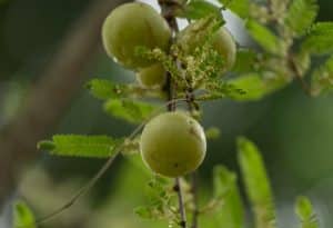 poudre d’amla origine