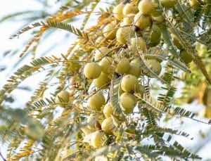 propriétés poudre amla prouvées