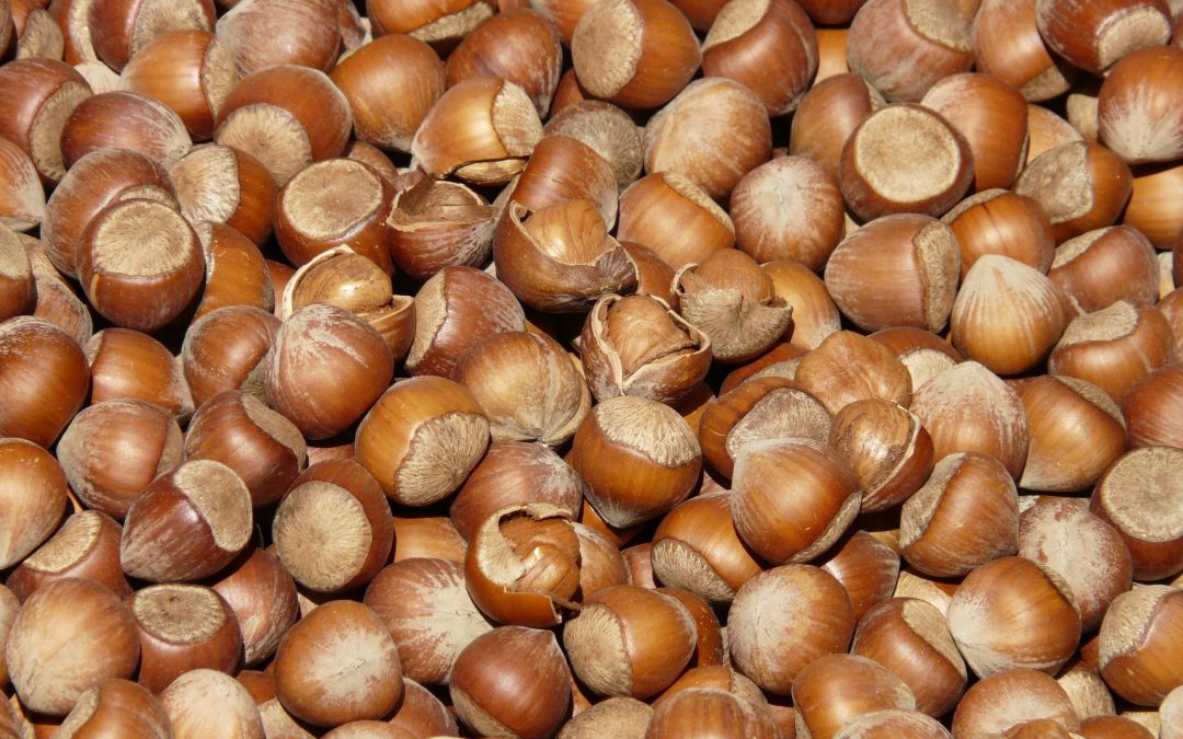 Huile de noisette : bienfaits et utilisation en cosmétique bio