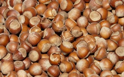 Huile de noisette : bienfaits et utilisation en cosmétique bio