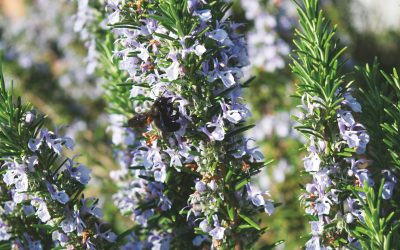 Huile de romarin : bienfaits et utilisation en cosmétique bio